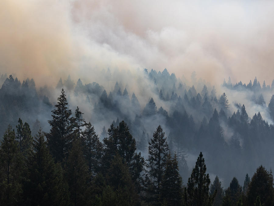 Humo de incendios forestales procedente de árboles de hoja perenne