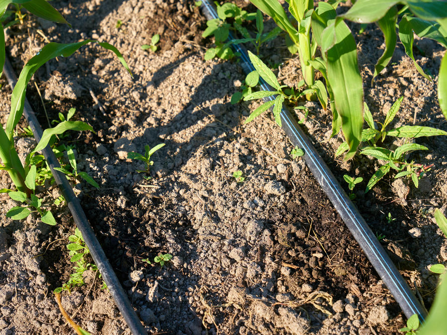 Drip irrigation for plants