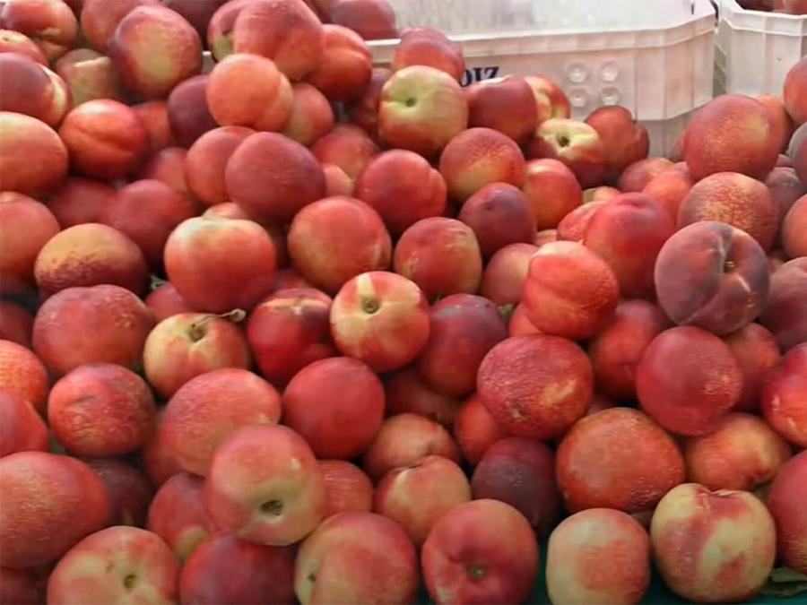 Farmer's Market apples